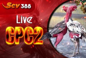 ĐÁ GÀ CPC2