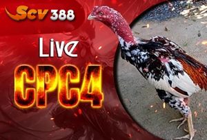 ĐÁ GÀ CPC4