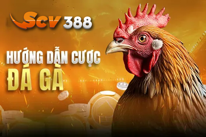 Hướng dẫn cá cược đá gà trực tuyến tại Sv388